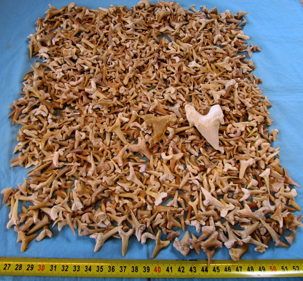 2000 fosszilis cápa fog - Fosszilis fog - varius species - 0 mm - 0 mm  (Nincs minimálár) #1.0