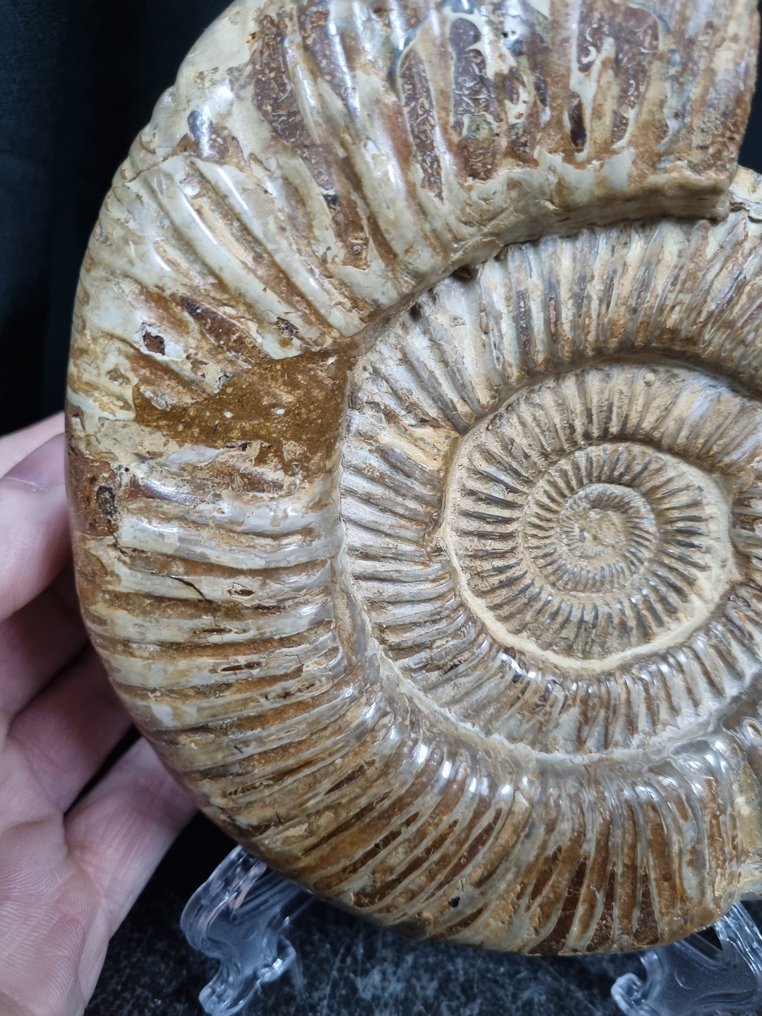 非常大的菊石 Perisphinctes - 高度: 180 mm - 闊度: 150 mm- 1534 g #2.1