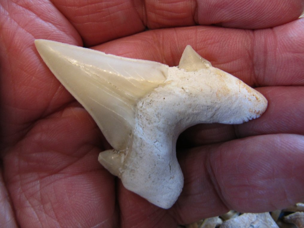 2000 fosszilis cápa fog - Fosszilis fog - varius species - 0 mm - 0 mm  (Nincs minimálár) #2.1