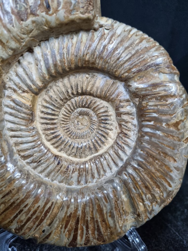 非常大的菊石 Perisphinctes - 高度: 180 mm - 闊度: 150 mm- 1534 g #3.2