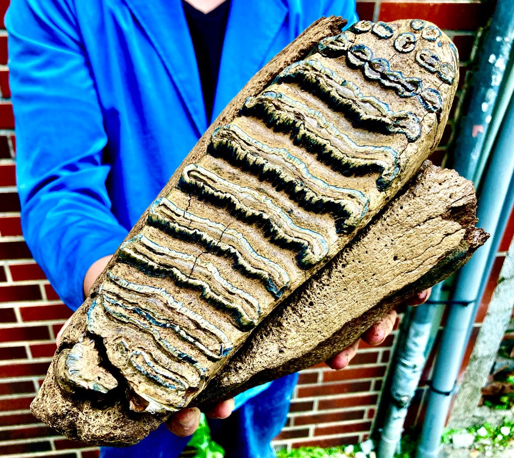 Mammal - Fossil skull - Mammuthus primigenius #1.0