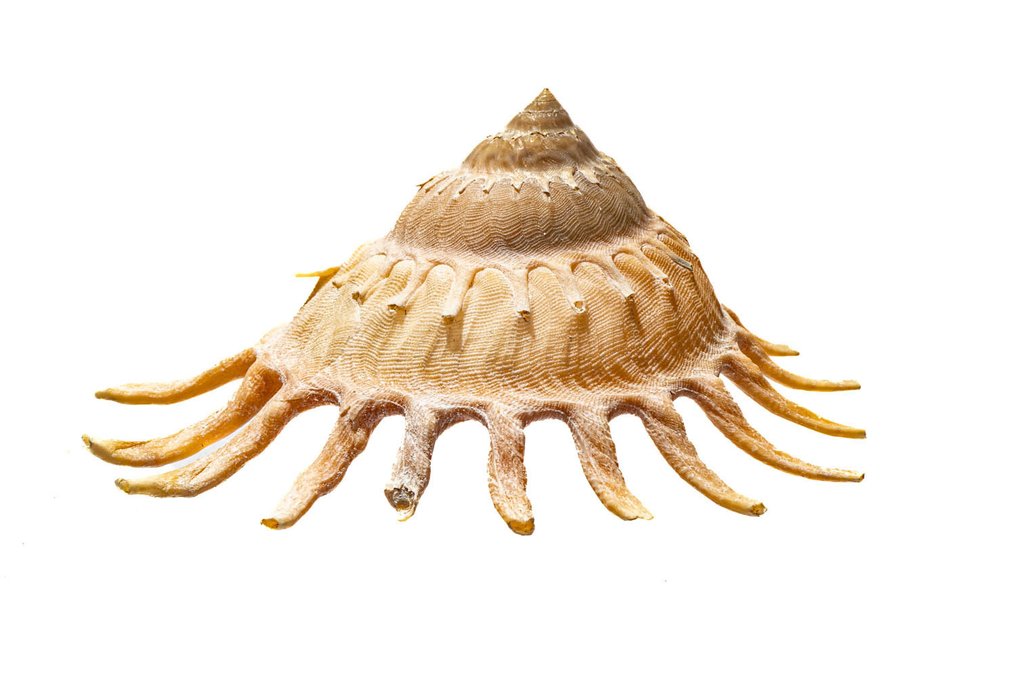 Sun dial shell $$$ very large specimen $$$ top condition Skeleton - Stellaria solaris - 0 mm - 0 mm - 10.6 cm- Non-CITES species - (1) #4.3