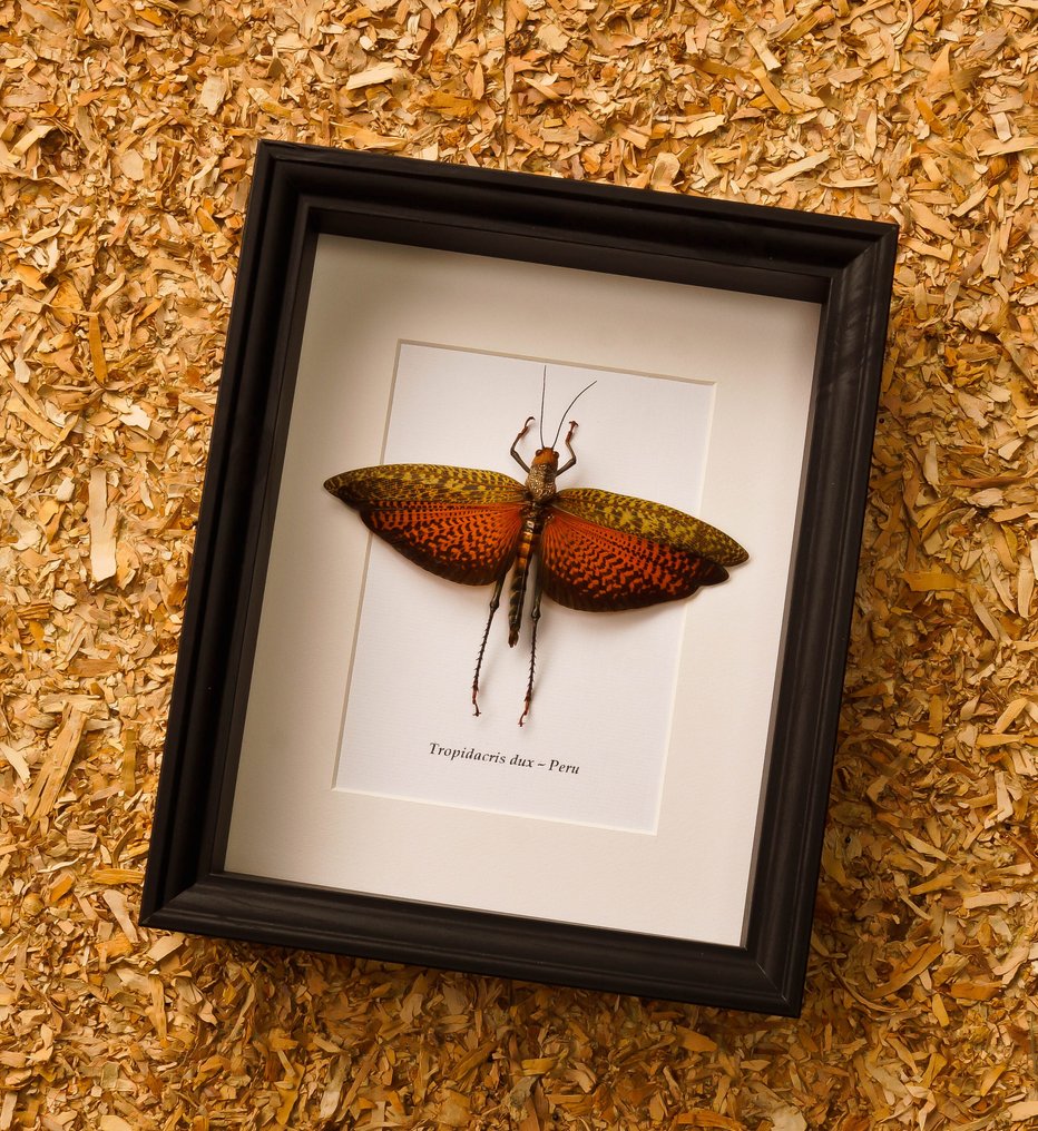 Grasshopper Eksponat taksydermiczny (całe ciało) - Tropidacris dux - 28.5 cm - 23.5 cm - 6 cm - Gatunki inne niż CITES #2.1