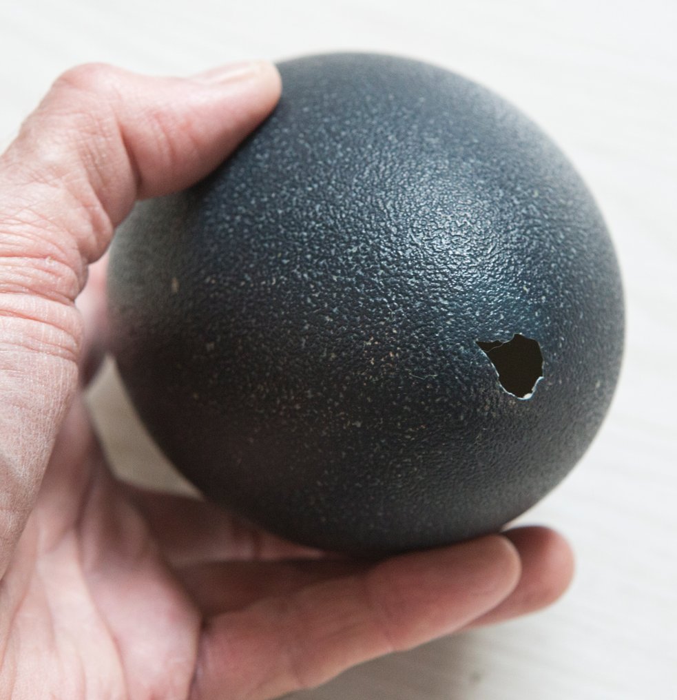 Emu Egg - Dromaius novaehollandiae - 15 cm - 0 cm - 0 cm- Non-CITES species - (2) #4.3