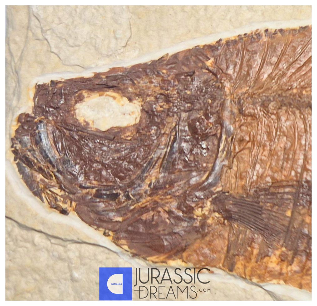 Αισθητικό μεγάλο απολίθωμα ψαριού 'Diplomystus dentatus' - ηλικία Eocene από τις ΗΠΑ - Green River - Απολιθωμένο ζώο #2.1