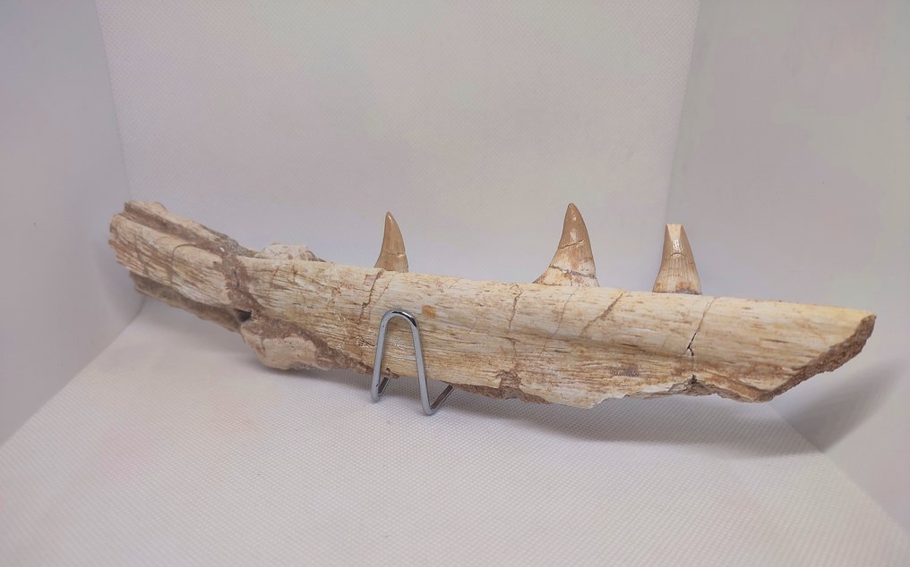 Fossiel fragment - Mandíbula de Mosassauro  (Zonder Minimumprijs) #2.1