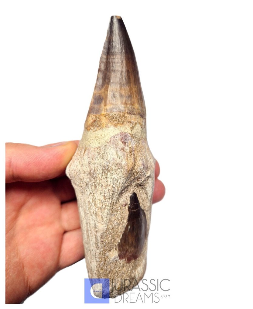 Kiemelkedő hatalmas Thalassotitan atrox (a legismertebb mosasaur faj) gyökérzett fog - Késő kréta - Fosszilis fog  (Nincs minimálár) #2.1