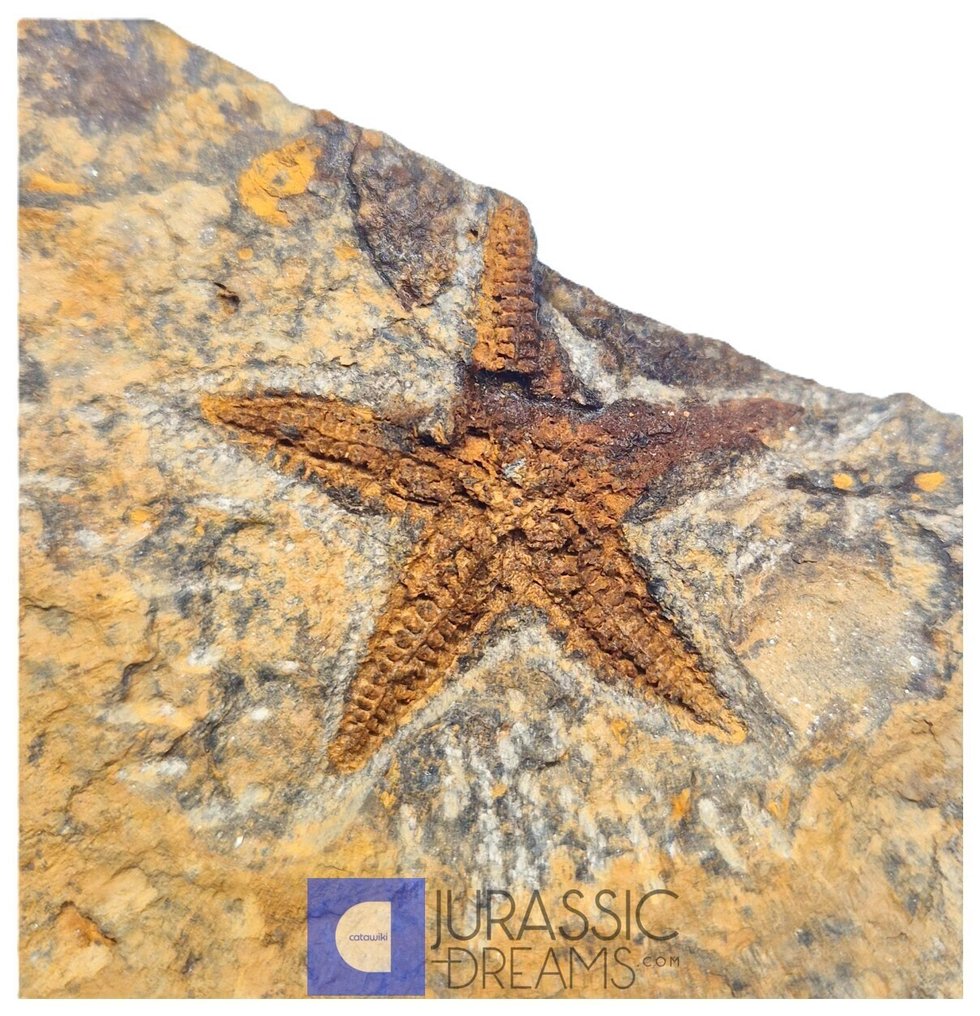 Ωραία διατηρημένο «Petraster sp» Αστερίας της Ορδοβίκης - Γεωλογική Formation Tiouririne - Απολιθωμένος σκελετός (χωρίς τιμή ασφαλείας) #4.3