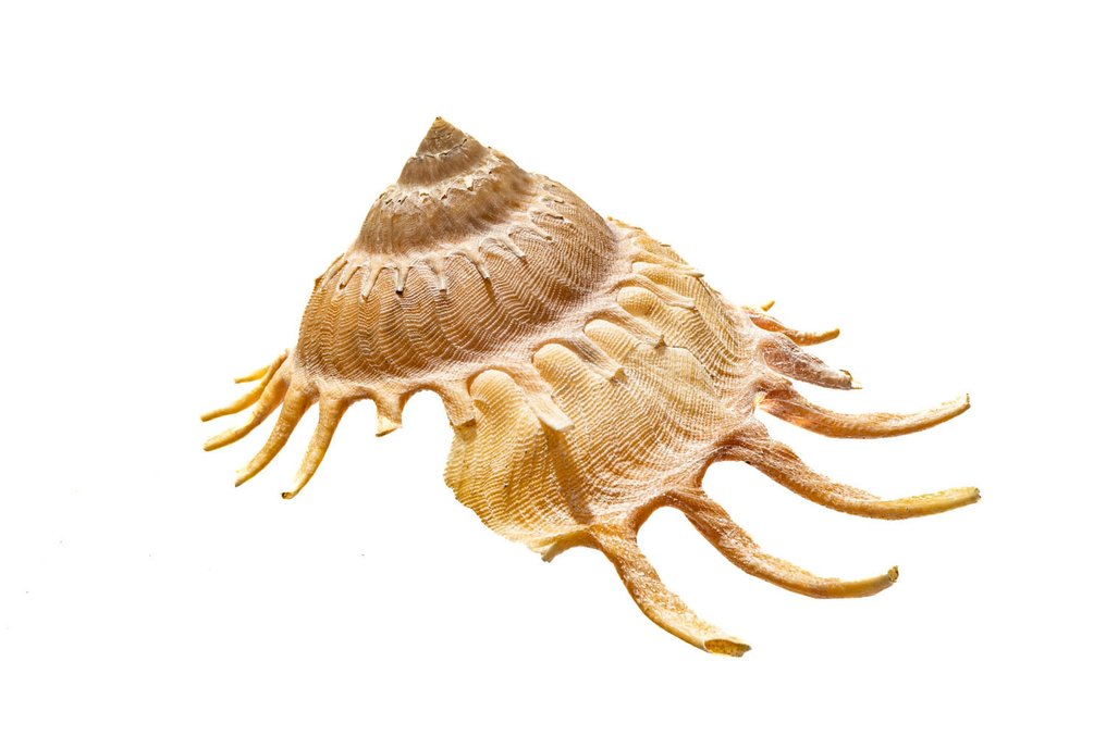 Sun dial shell $$$ very large specimen $$$ top condition Skeleton - Stellaria solaris - 0 mm - 0 mm - 10.6 cm- Non-CITES species - (1) #2.1