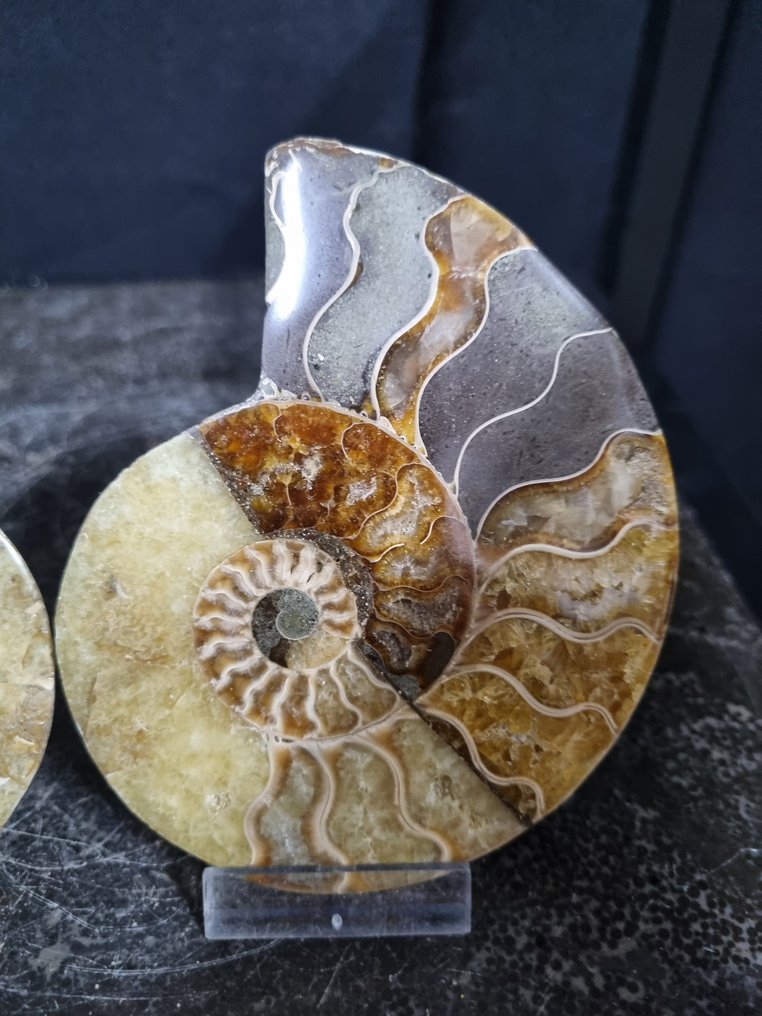 Beautiful large Ammonites - Fossilised animal - Aioloceras (Cleoniceras) sp - 112 mm - 95 mm (No Reserve Price) #2.1