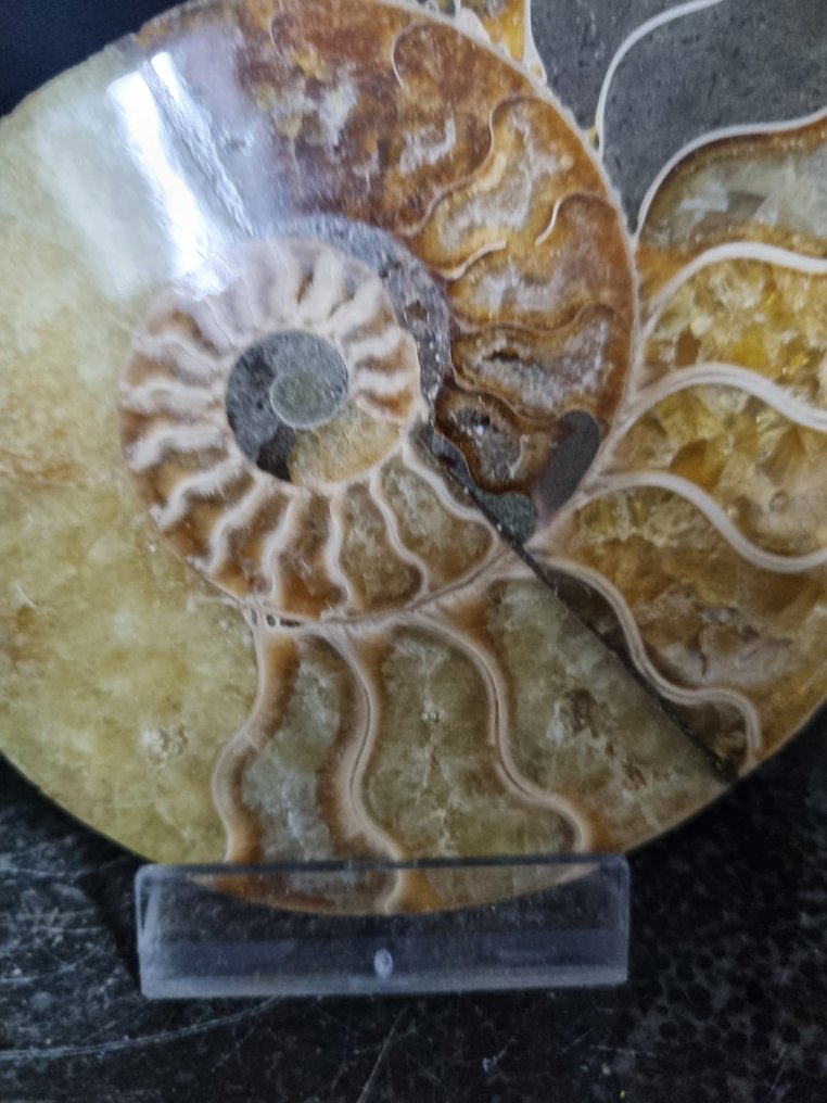 Beautiful large Ammonites - Fossilised animal - Aioloceras (Cleoniceras) sp - 112 mm - 95 mm (No Reserve Price) #3.2