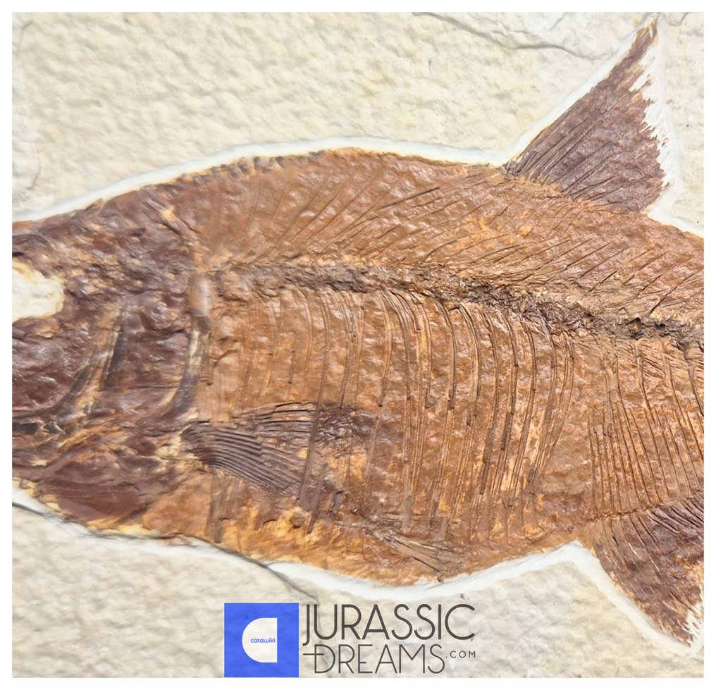 Αισθητικό μεγάλο απολίθωμα ψαριού 'Diplomystus dentatus' - ηλικία Eocene από τις ΗΠΑ - Green River - Απολιθωμένο ζώο #3.2