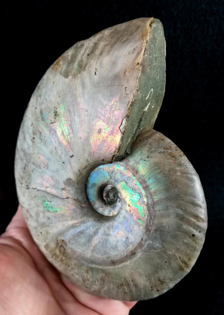 Ammonite - Fossilised animal - Aioloceras (Cleoniceras) besairiei (Collignon 1949) - 13.4 cm - 11 cm (No Reserve Price) #1.0
