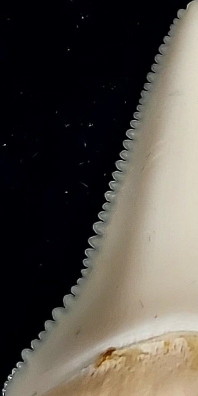 Grande squalo bianco Allestimento tassidermico a corpo intero - Carcharodon carcharias - 41 mm - 30 mm - 0 mm - 1 #4.3