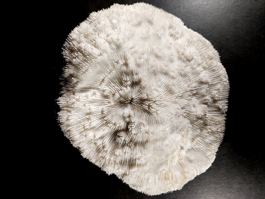 Lumoava koralli-kulho Täytetyn eläimen koko kehon jalusta - Halomitra pileus - 23 cm - 25 cm - 5 cm - 1 #2.1