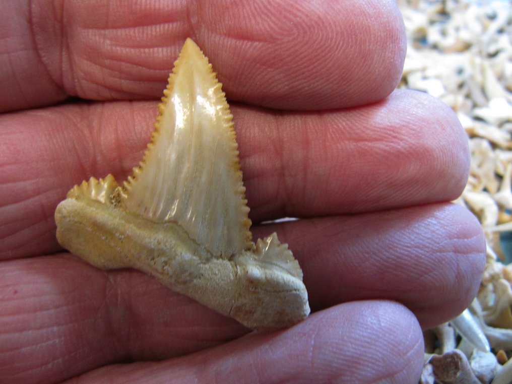 2000 fosszilis cápa fog - Fosszilis fog - varius species - 0 mm - 0 mm  (Nincs minimálár) #3.2