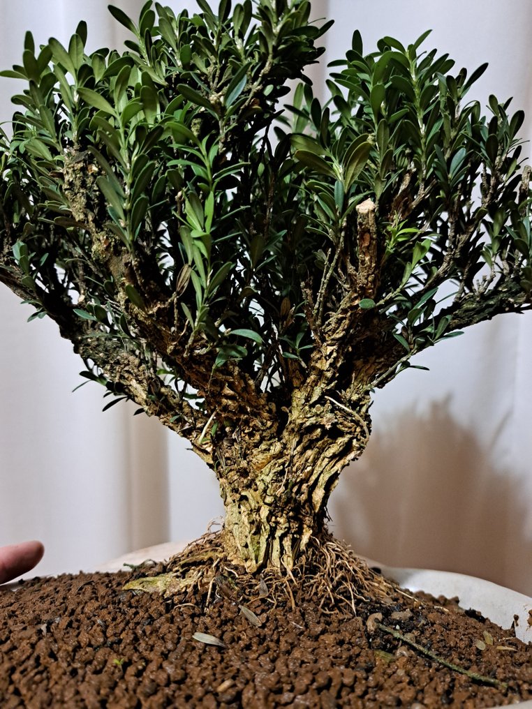 Buxus Harlandii bonsai in a bonsai pot. - Height (Tree): 22 cm - Depth (Tree): 24 cm - Japan #1.0