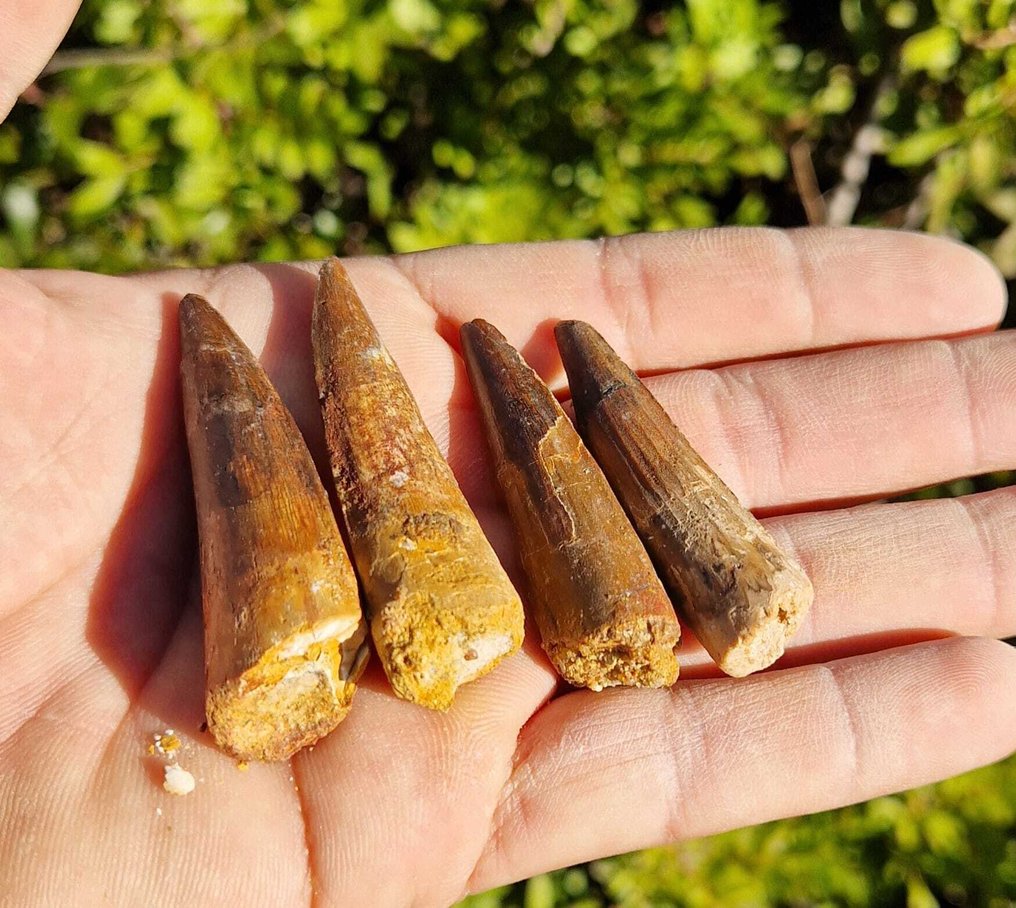 Dinosaur - Fossile tænder - Spinosaurus aegyptiacus  (Ingen mindstepris) #1.0