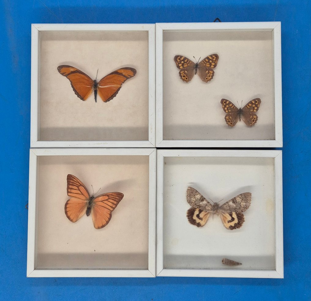 Decorațiune de perete - Set de patru preparate cu fluturi - înrămate în spatele sticlei - Europa #1.0