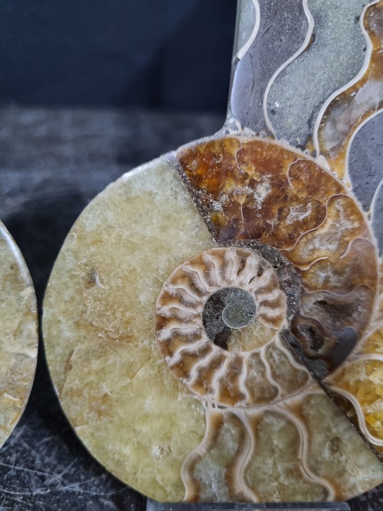 Beautiful large Ammonites - Fossilised animal - Aioloceras (Cleoniceras) sp - 112 mm - 95 mm (No Reserve Price) #4.3
