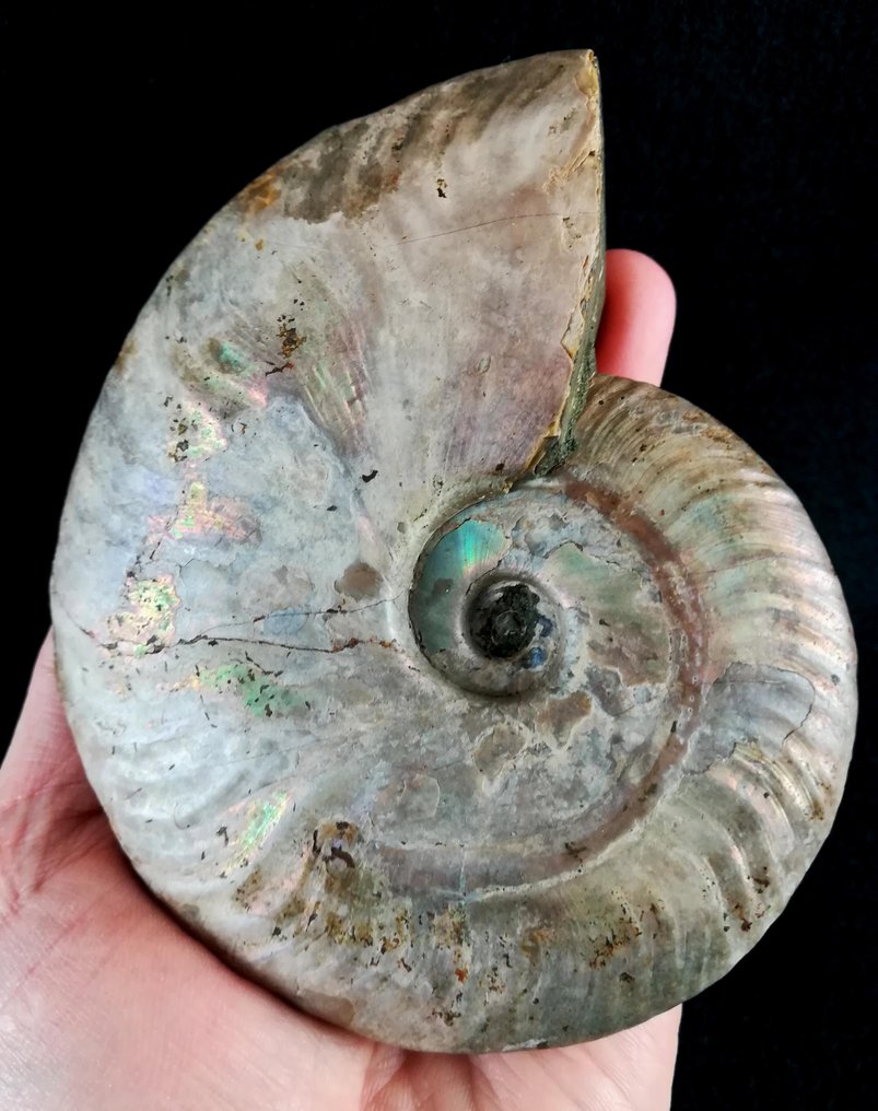 Ammonite - Fossilised animal - Aioloceras (Cleoniceras) besairiei (Collignon 1949) - 13.4 cm - 11 cm (No Reserve Price) #1.0