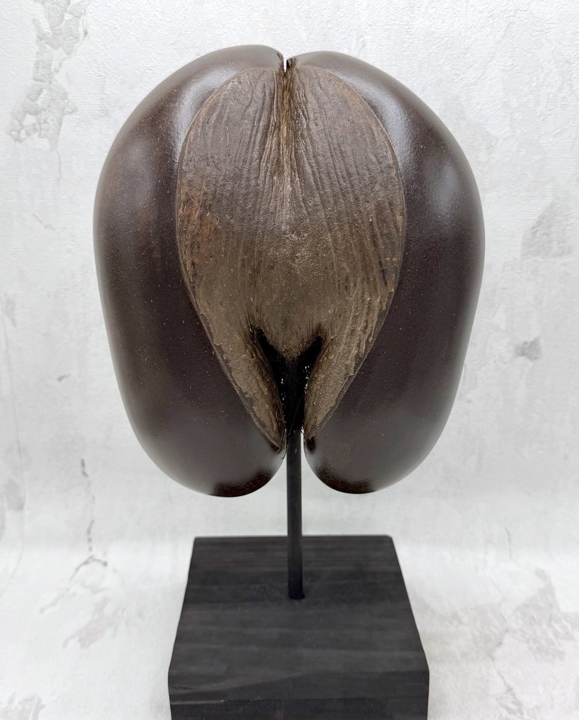 Coco de Mer or Sea Coconut 动物标本剥制全身支架 - Lodoicea maldivica - 375 mm - 205 mm - 120 mm - CITES Appendix III – Annexe C in the EU #1.0