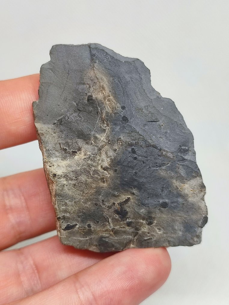 Fosszilizálódott állat - Linda Trilobite Bolaspidelle housensis (Nincs minimálár) #2.1