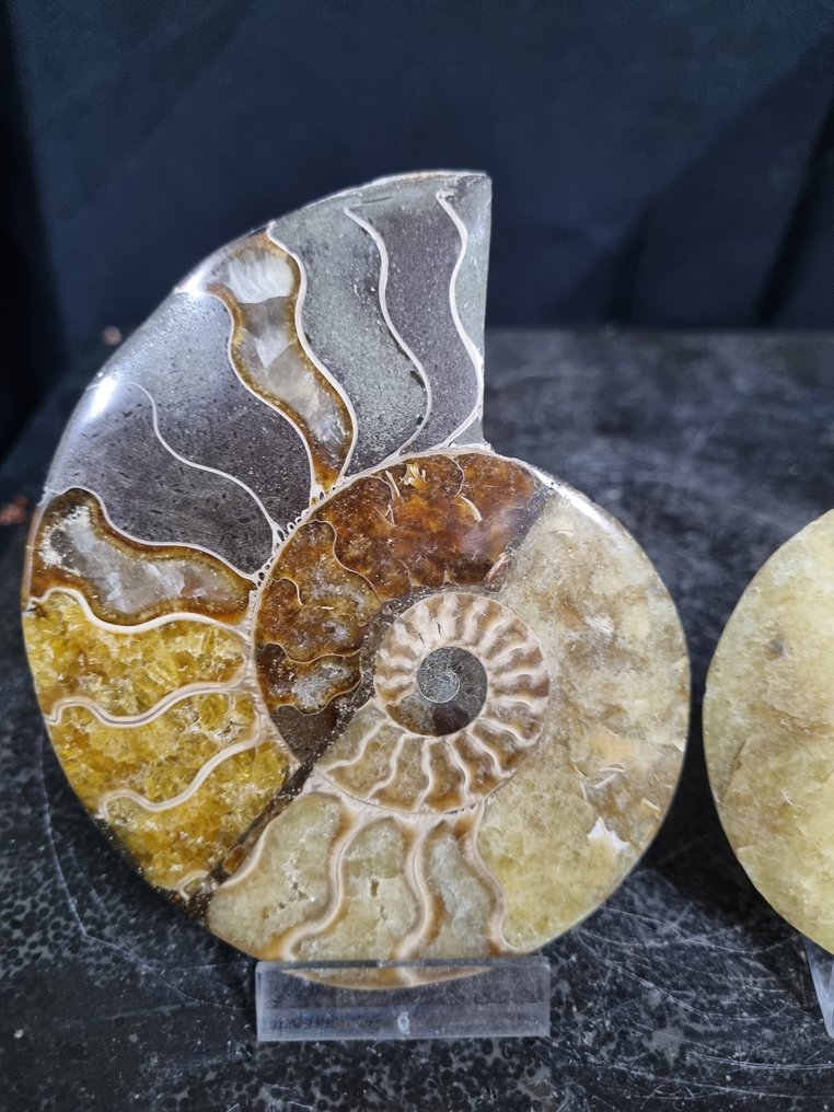 Beautiful large Ammonites - Fossilised animal - Aioloceras (Cleoniceras) sp - 112 mm - 95 mm (No Reserve Price) #1.0