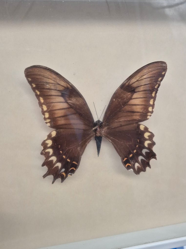 Decorațiune de perete - Set de patru preparate cu fluturi - înrămate în spatele sticlei - Europa #1.0