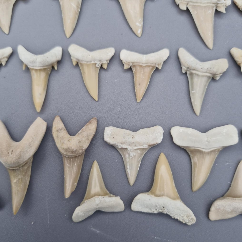 Collection of mixed fossil-quality shark teeth - Fossil teeth - Western Sahara - 49 mm - 31 mm  (No Reserve Price) #2.1