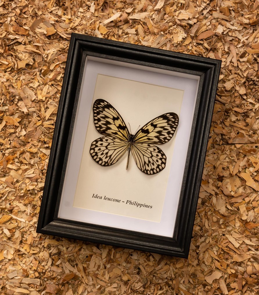 Schmetterling Taxidermie-Ganzkörpermontage - Idea leucone - 20.5 cm - 15.5 cm - 4 cm - Nicht-CITES-Arten #2.1
