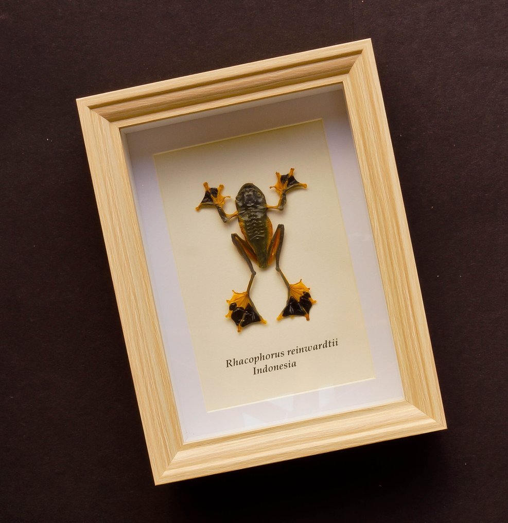 Rana Allestimento tassidermico a corpo intero - Rhacophorus reinwardtii - 20.5 cm - 15.5 cm - 4 cm #1.0
