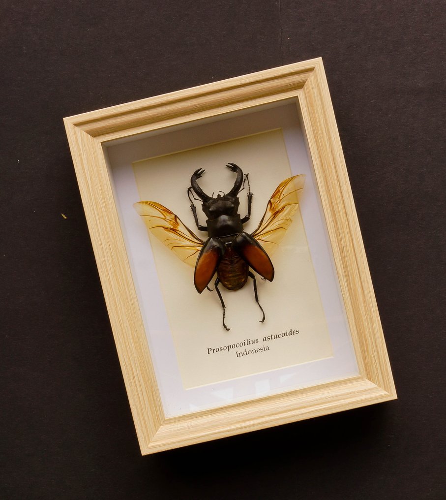 Kever Allestimento tassidermico a corpo intero - Prosopocoilius astacoides - 20.5 cm - 15.5 cm - 4 cm #1.0