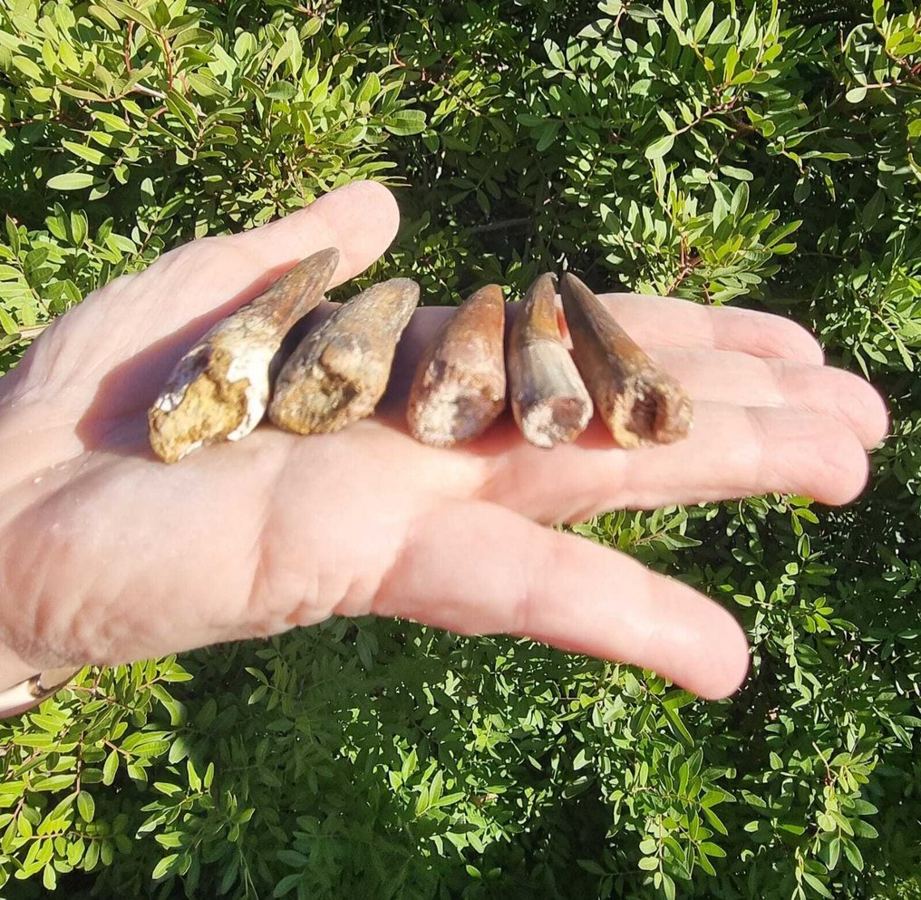 Dinosaur - Fossil teeth - Spinosaurus aegyptiacus  (No Reserve Price) #3.2