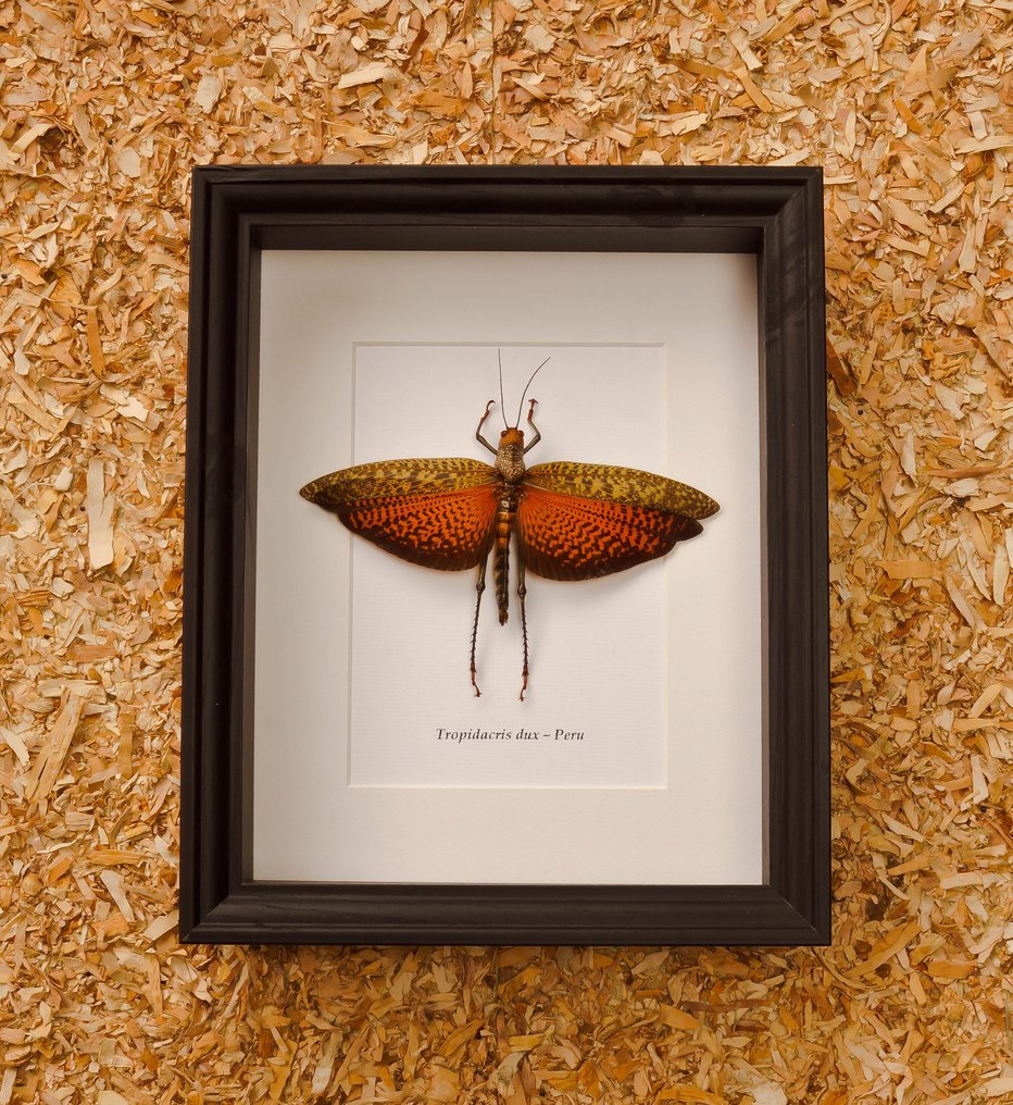 Grasshopper Eksponat taksydermiczny (całe ciało) - Tropidacris dux - 28.5 cm - 23.5 cm - 6 cm - Gatunki inne niż CITES #1.0