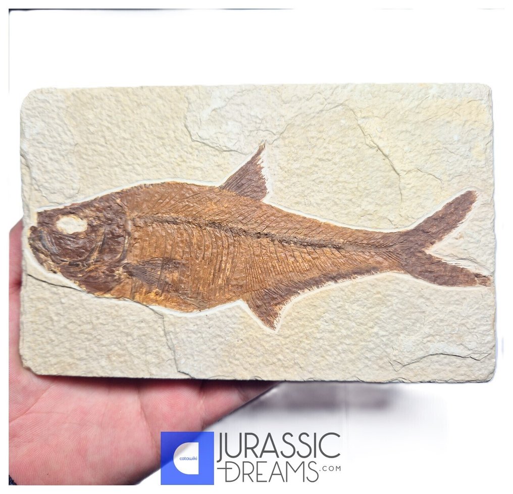 Αισθητικό μεγάλο απολίθωμα ψαριού 'Diplomystus dentatus' - ηλικία Eocene από τις ΗΠΑ - Green River - Απολιθωμένο ζώο #1.0