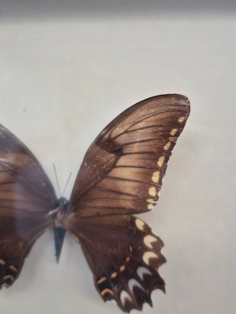 Decorațiune de perete - Set de patru preparate cu fluturi - înrămate în spatele sticlei - Europa #4.3