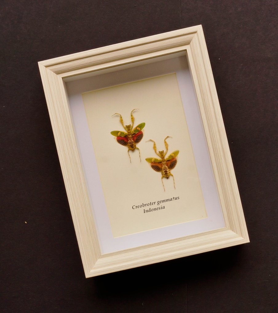 Bidsprinkhaan Βάση ταρίχευσης ολόκληρου σώματος - Creobroter gammatus - 20.5 cm - 15 cm - 4 cm - Είδη που δεν ανήκουν στο CITES #1.0