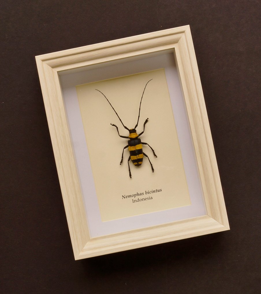 Kever Allestimento tassidermico a corpo intero - Nemophas bicintus - 20.5 cm - 15.5 cm - 4 cm #1.0