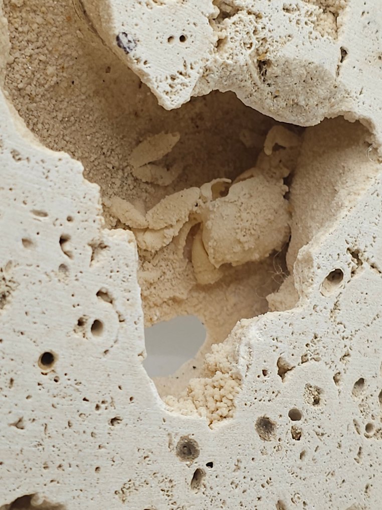 Krab - Fossiel skelet - 100 mm - 115 mm (Zonder Minimumprijs) #1.0