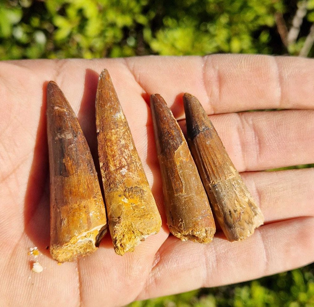 Dinosaur - Fossile tænder - Spinosaurus aegyptiacus  (Ingen mindstepris) #1.0