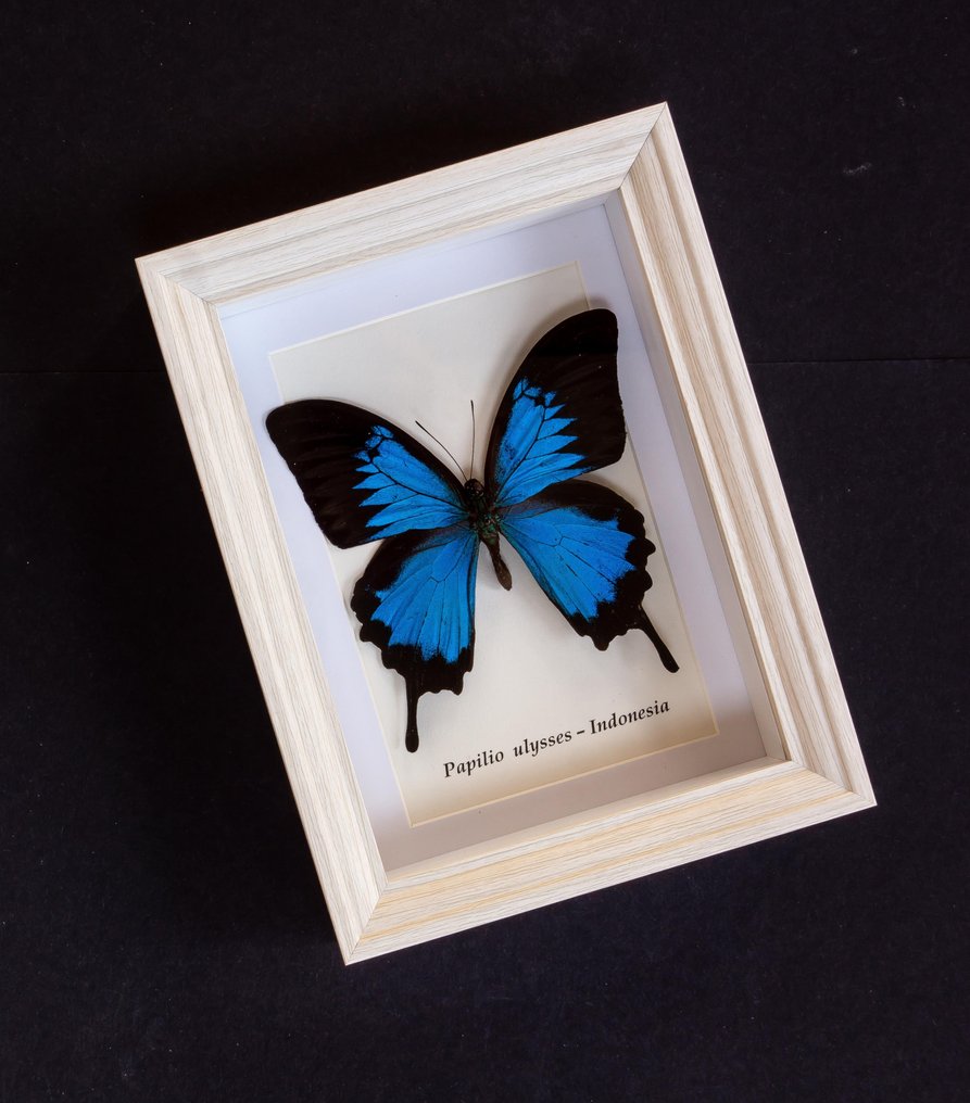 Πεταλούδα Βάση ταρίχευσης ολόκληρου σώματος - Papilio ulysses - 20.5 cm - 15.5 cm - 4 cm - Είδη που δεν ανήκουν στο CITES #1.0