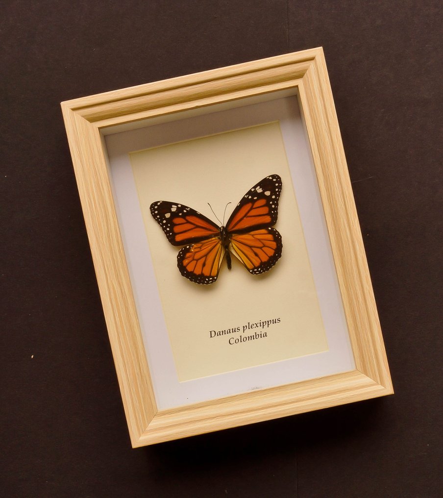 Fluture Taxidermie montură corp întreg - Danaus plexippus - 20.5 cm - 15.5 cm - 4 cm - Speciile Non-CITES #1.0