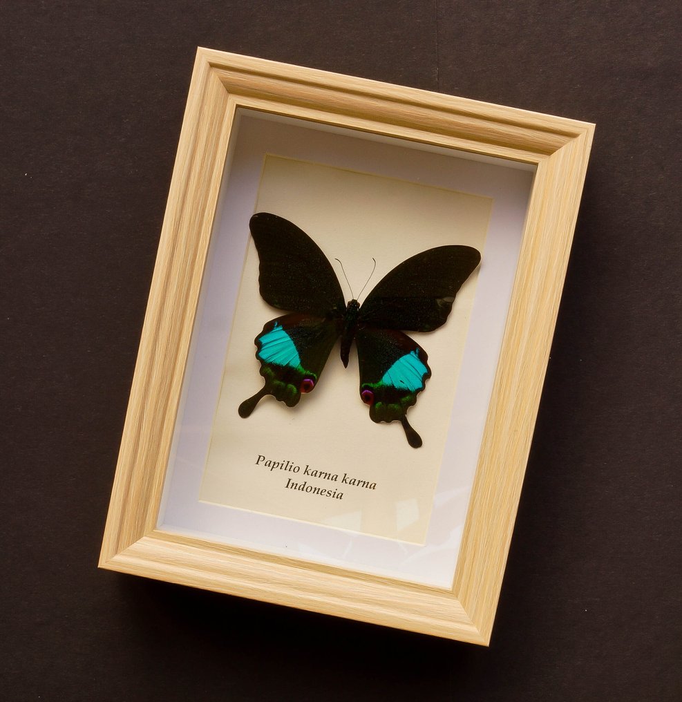 蝴蝶 標本全身支架 - Papilio karna karna - 20.5 cm - 15.5 cm - 4 cm - 非《瀕臨絕種野生動植物國際貿易公約》物種 #2.1
