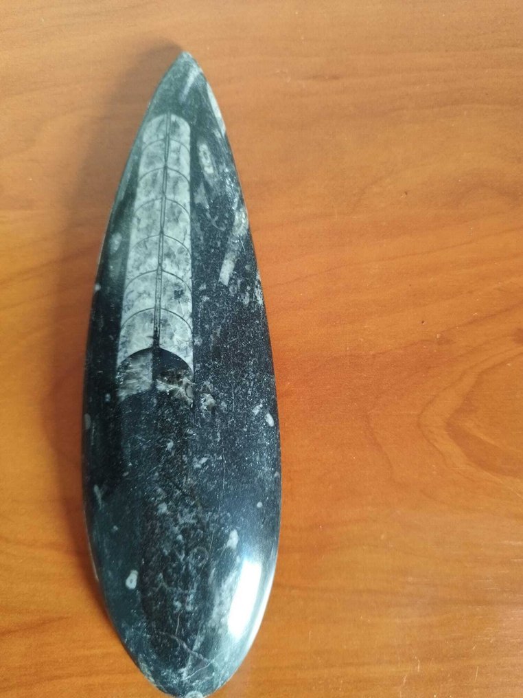 cephalopod - Fosszilis maradvány - orthoceras - 18 cm - 6 cm (Nincs minimálár) #1.0