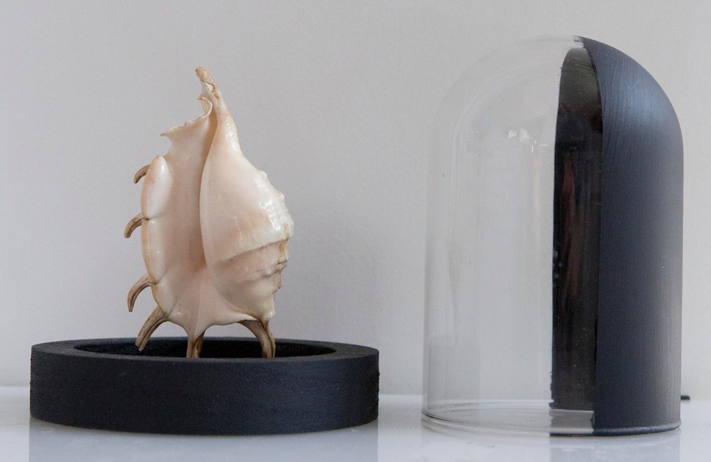 Spider snail Taksidermi fuld kropsmontering - Lambis sp - 14 cm - 11 cm - 11 cm - Ikke-CITES arter - 1 #2.1