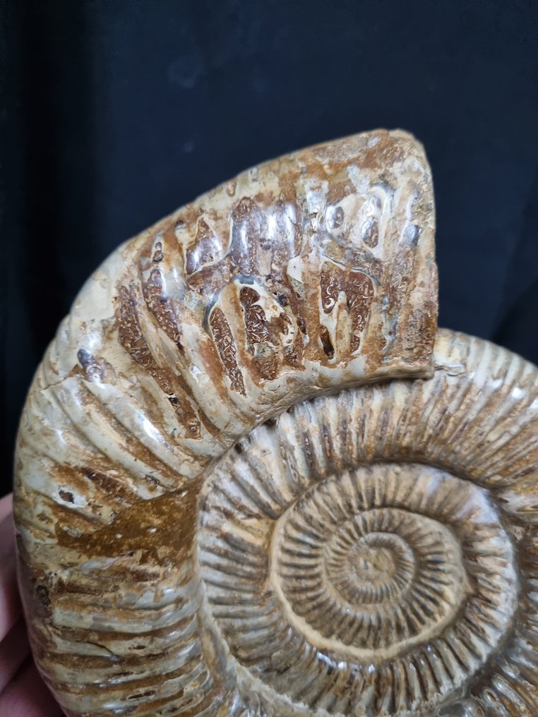 非常大的菊石 Perisphinctes - 高度: 180 mm - 闊度: 150 mm- 1534 g #1.0