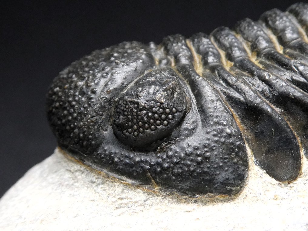 Trilobit - Fossiliserat djur - Barrandeops ovatus  (Utan reservationspris) #4.3