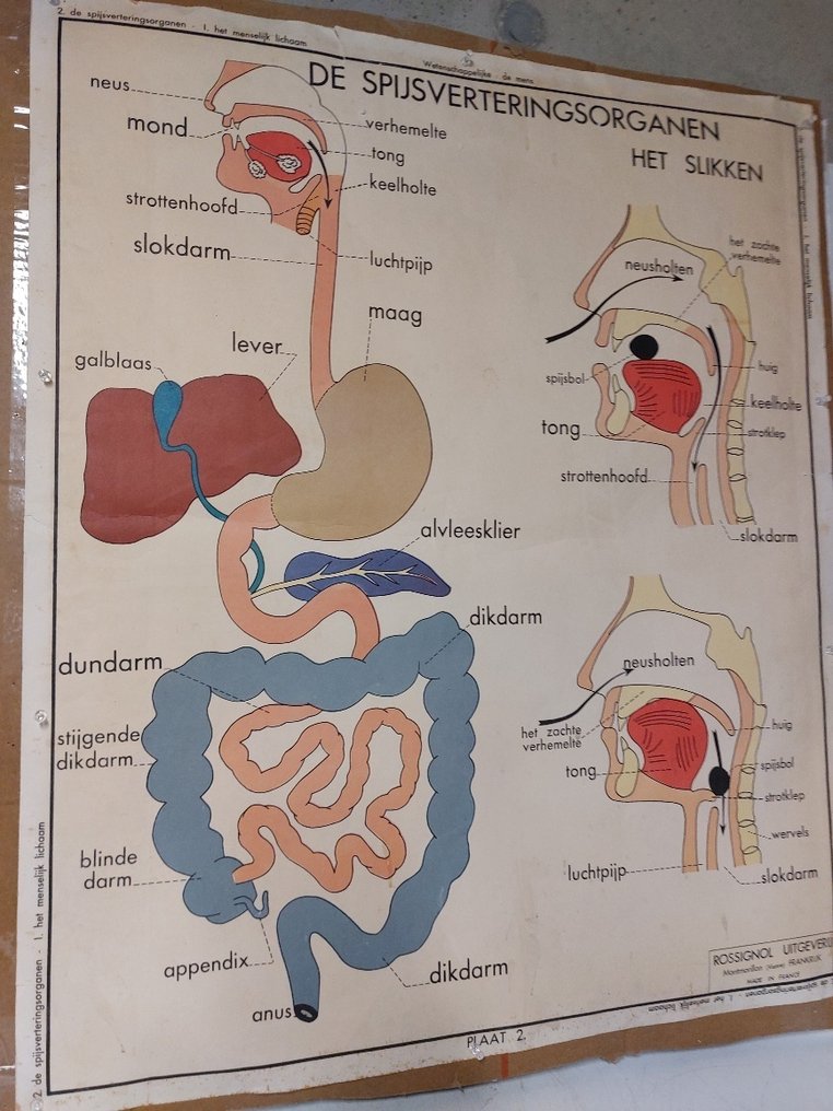 墙板 - 纸 - 人体 #1.0