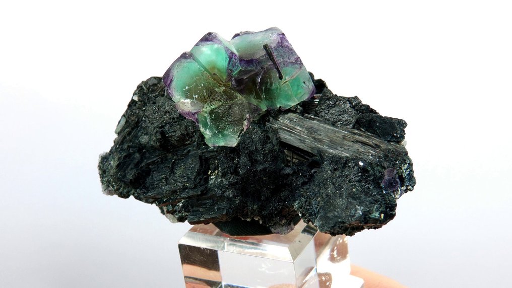 萤石，电气石（变种：黑电气石） - Erongo 山脉，Karibib，纳米比亚 - 高度: 6 cm - 宽度: 4 cm- 80 g #2.1